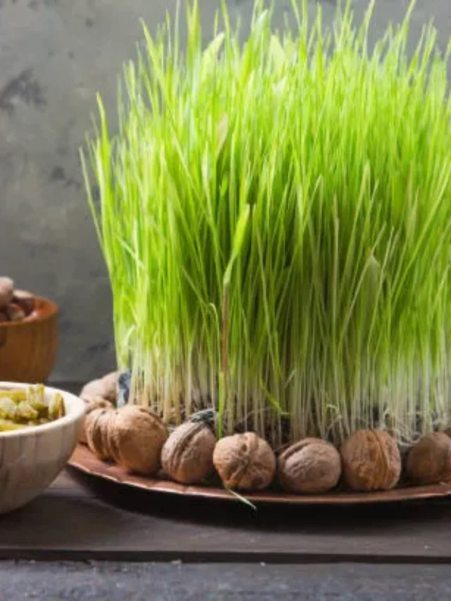 Nowruz: the Persian New Year